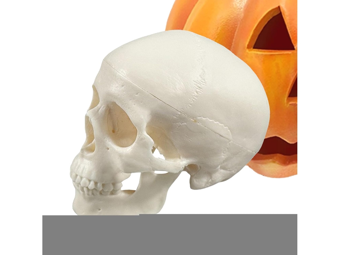 Modelo Realista De Crânio De Esqueleto Para O Halloween