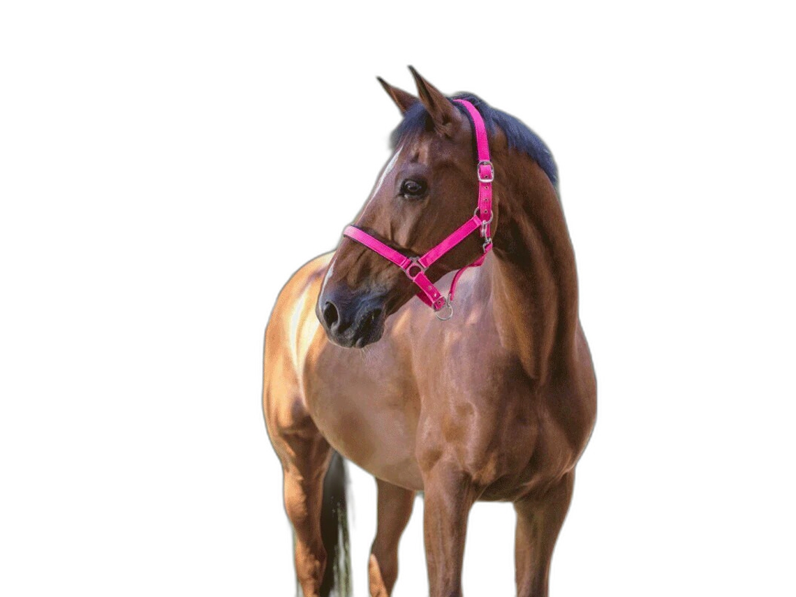 Cabresto para cavalos Norton Fluo