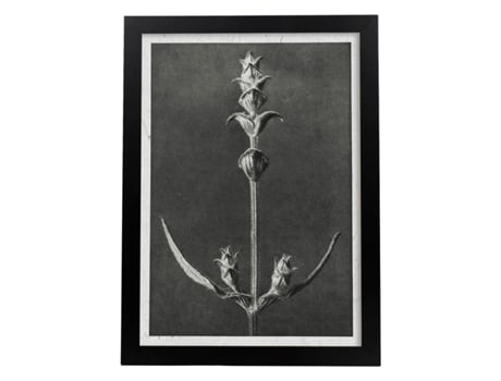 Lémina Black And White Floor 49. Pósters Com Ilustrações De Flores E Plantas Em Tons Cinzentos. Sem Quadro