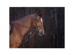 Com Polias Gogue Castanho Ponyriding World