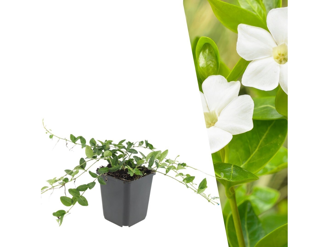 6 Plantas de Pervinca Branca, Vinca Minor 'alba', Cobertura Resistente, Perenes, Jardim PLANTS BY FRANK