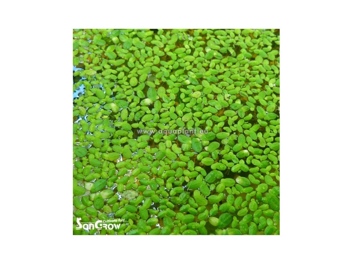 Lemna Sp. (duckweed)