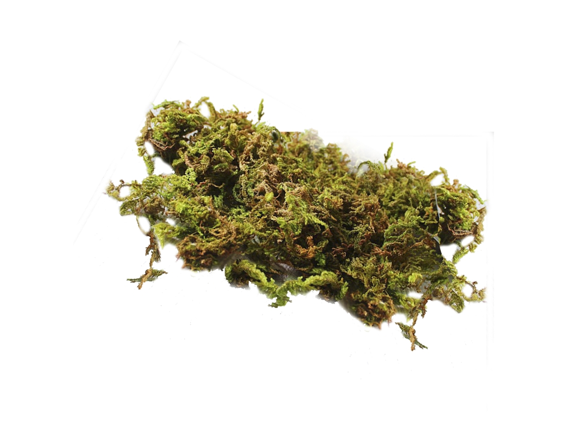 Musgo Verde Grass 100g para Decoração de Plantas e Arranjos Naturais LAXISCREED