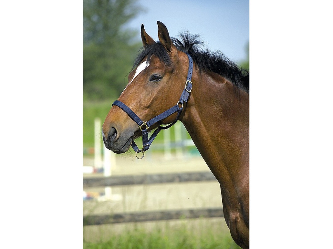 Cabresto para cavalos Norton Doublé cuir