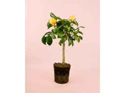 Mini Limoeiro | Mini Árvore De Fruto Natural | Pur Plant