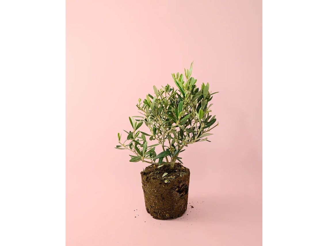 Mini Oliveira | Mini Árvore De Fruto Natural | Pur Plant
