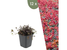| 12 Plantas Erva Ouriço | Acaena Microphylla Kupferteppich | Cobertura Do Solo Resistente | Perene Resistente | Plantas De Jardim Plants By Frank