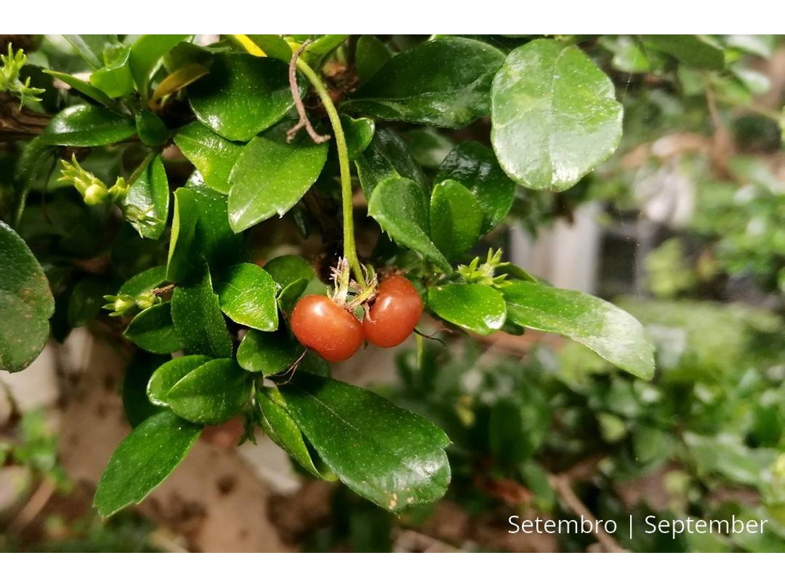 Bonsai Carmona Macrophyla LUSO BONSAI de 12 anos Worten.pt