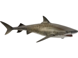 Figura COLLECTA Tige Shark