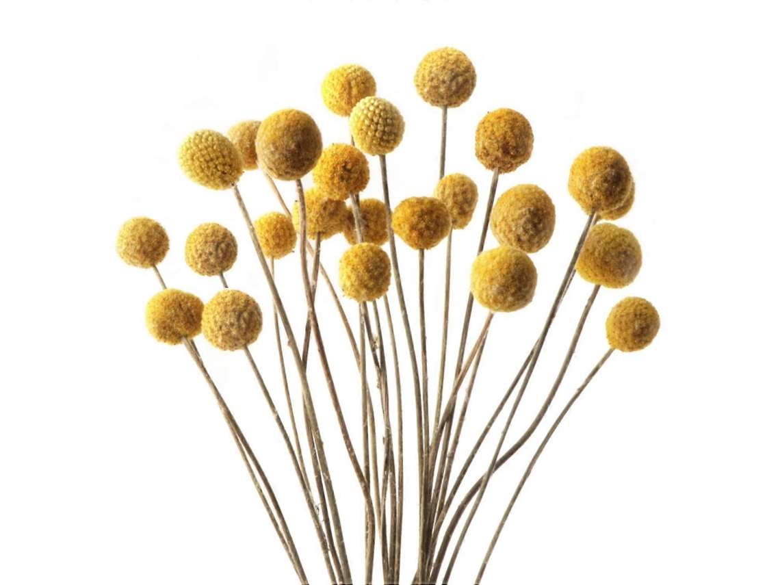 20 Peças de Buquê Flores Secas Yunnan, Bola Pequena, 1 Peça de Buquê Grande BRILVIBERA