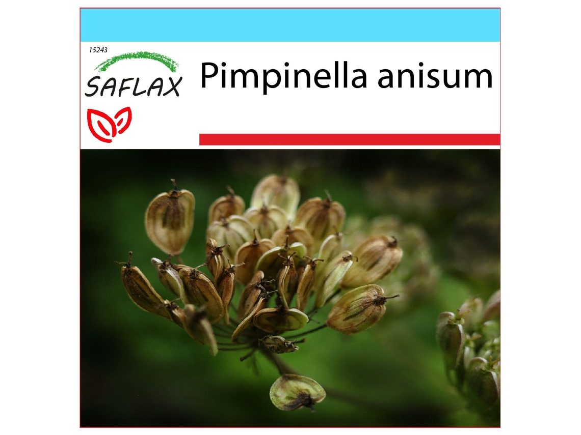 SAFLAX Conjunto de Presente Anis Pimpinella Anisum 200 Sementes com Caixa de Presente Etiqueta de Envio Vale-Presente e Meio de Cultivo