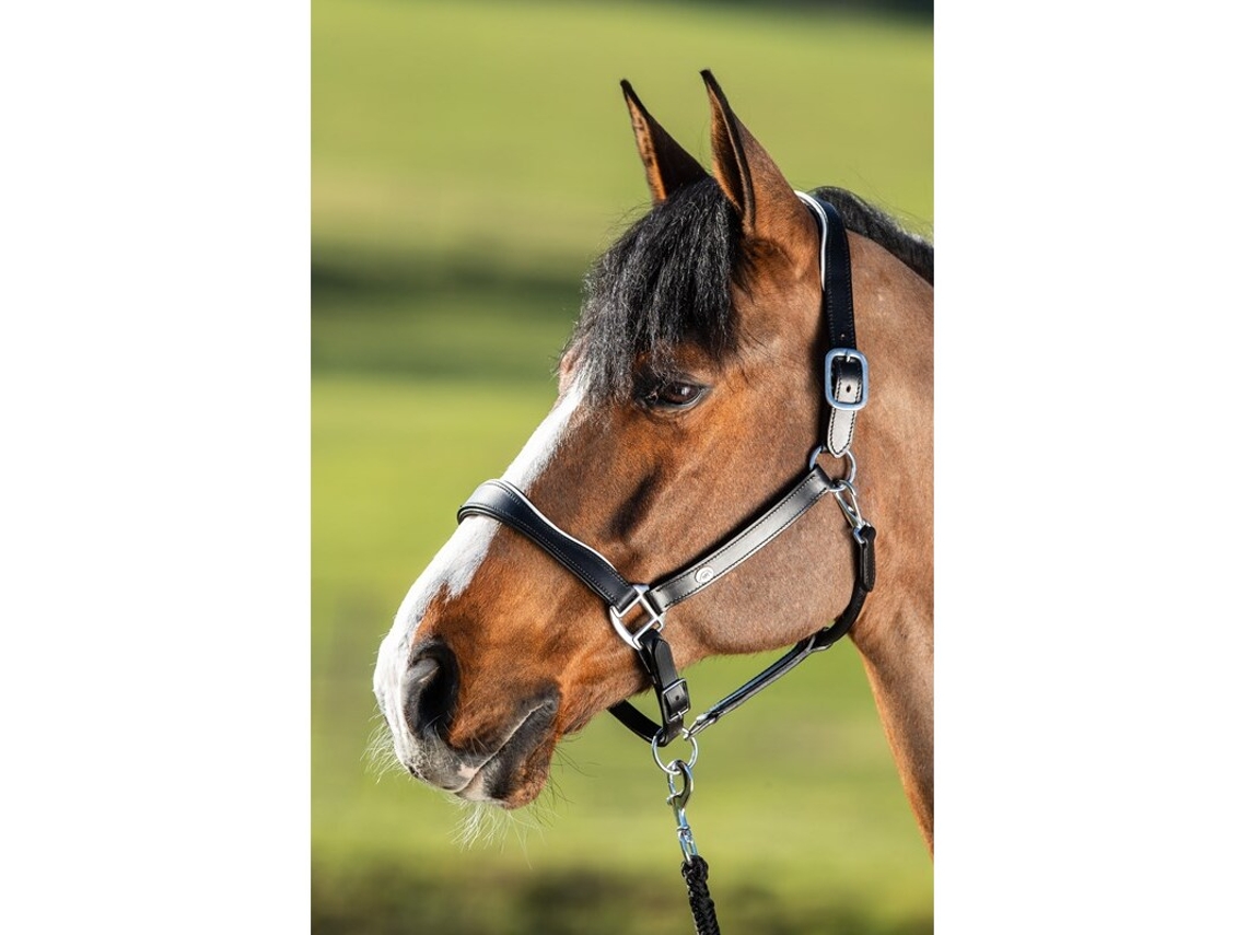 Cabresto de couro para cavalos HFI Two-Tone