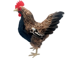 Plumas De Poule Artificielles En Plumas De Poule Para Decoração De Casa, Mariage, Pâques, Jardin, Fête,