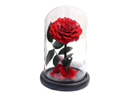 Rosa Eterna Roja Artificial Preservada, Lápis De Vidro De Madeira, Presente Para Dia De São Valentim, Dia Da Mãe, Aniversário