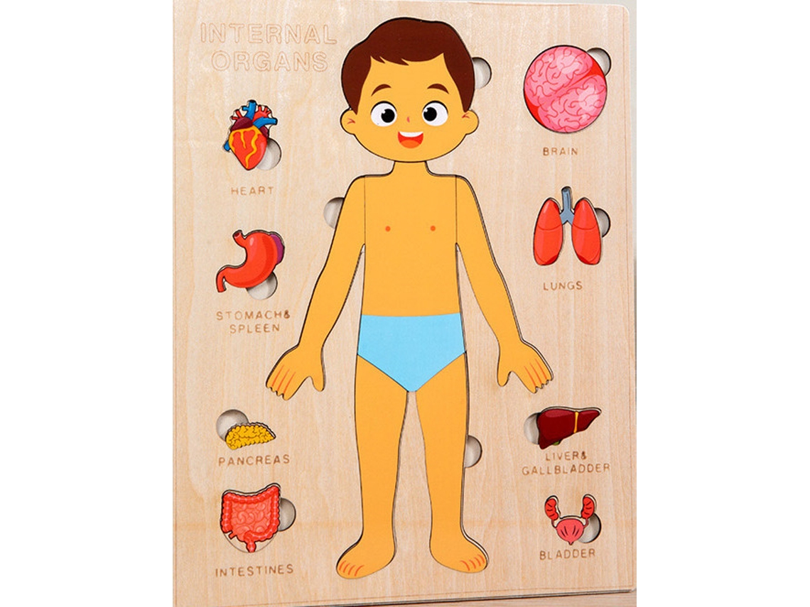 Conjunto De Quebra-cabeças De Anatomia Para Pré-escolares (menino)