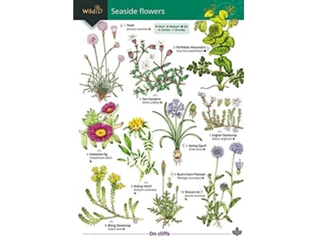 Livro Seaside Flowers de S P NORMAN (Inglês)