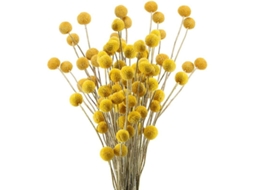 30 Ramos De Flores Secas Craspedia Natural Botón Amarillo Bouquet Decoración Diy