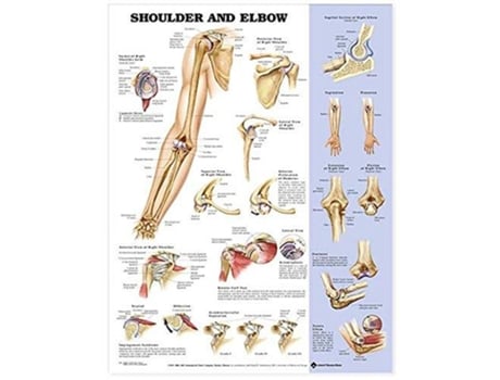 Livro Shoulder and Elbow Anatomical Chart de Anatomical Chart Com (Inglês)