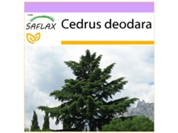 SAFLAX Cedro Do Himalaia Cedrus Deodara 35 Sementes