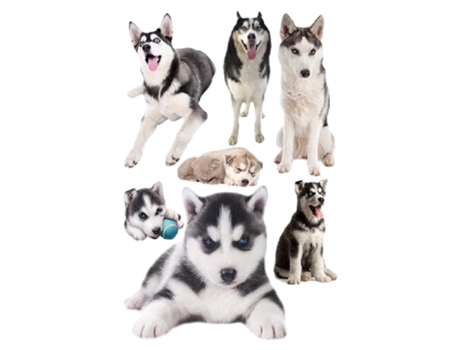 Autocolantes De Cães 3d Decoração Para Quartos Aiailikill