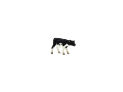 Cria de Vaca Science4You