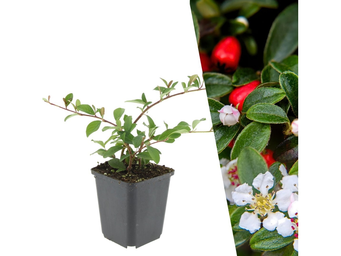 48 Plantas de Cotoneaster, Cotoneaster Dammeri 'major', Cobertura Resistente, Perenes, PLANTS BY FRANK