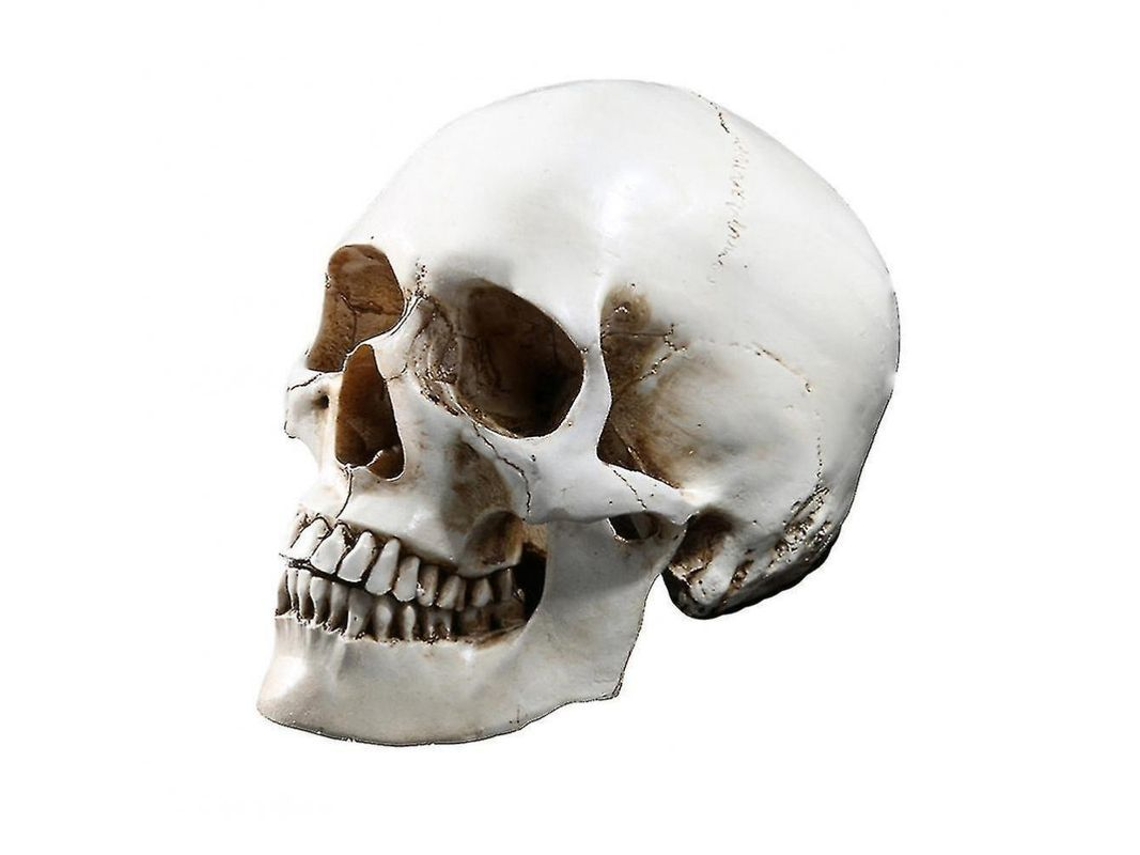 2026 modelo Réplica de Calavera Humana em Resina Anatomica Médica para Ensino e Decoração