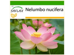 SAFLAX Flor de Lótus Indiana Nelumbo Nucifera 8 Sementes com Substrato de Cultivo Livre de Germes