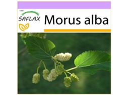 SAFLAX Amoreira Branca Morus Alba 200 Sementes