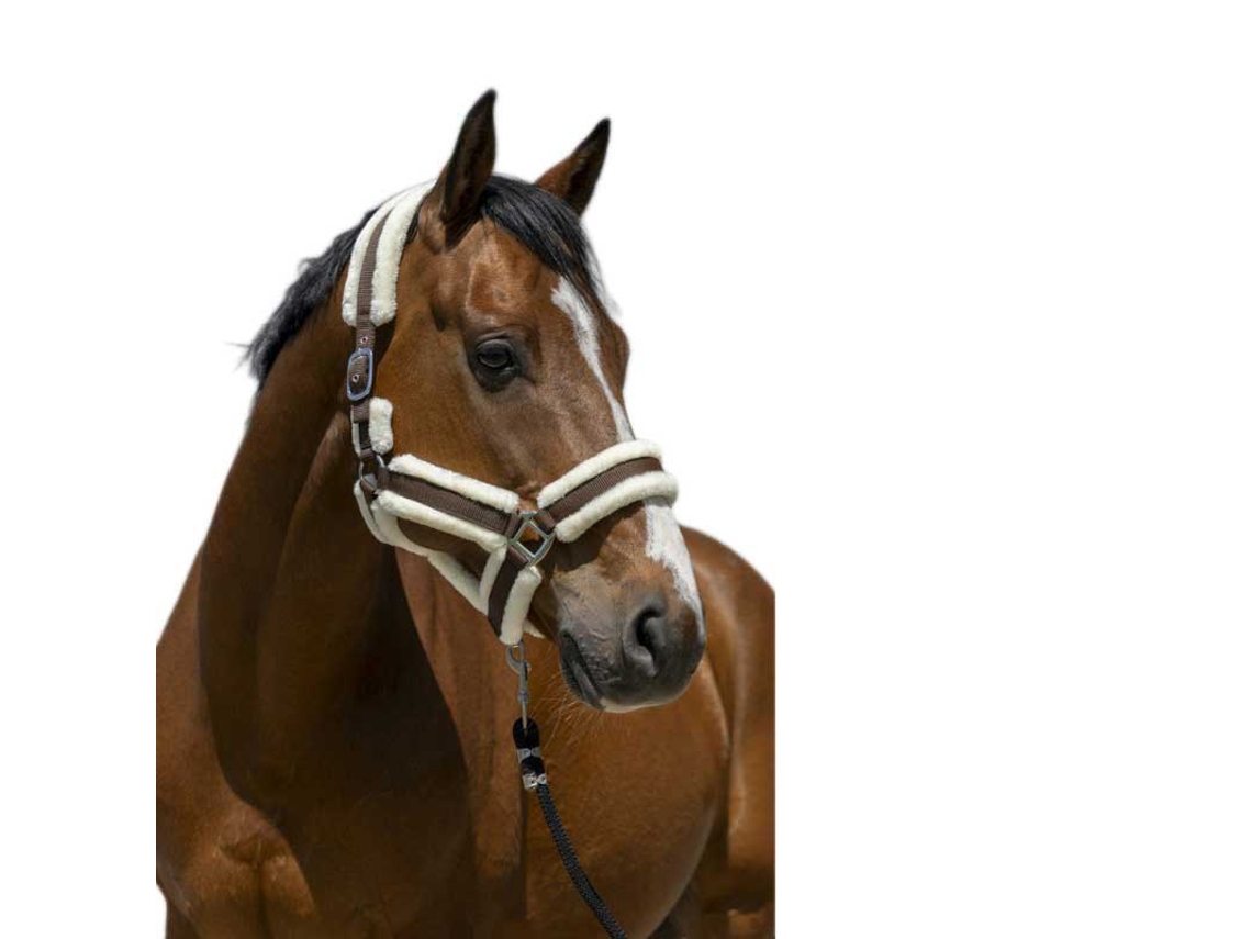 Cabeçada Cosy Castanho Fullnorton Equestrian