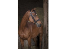 Cabeçada Pro Castanho Fullnorton Equestrian