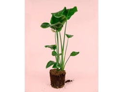 Strelitzia Nicolai | Planta Natural Tropical De Interior E Exterior Resistente | Pur Plant