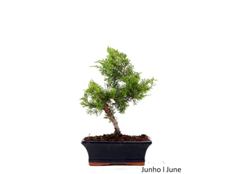 Bonsai Juniperus Itoigawa de 9 Anos LUSO BONSAI