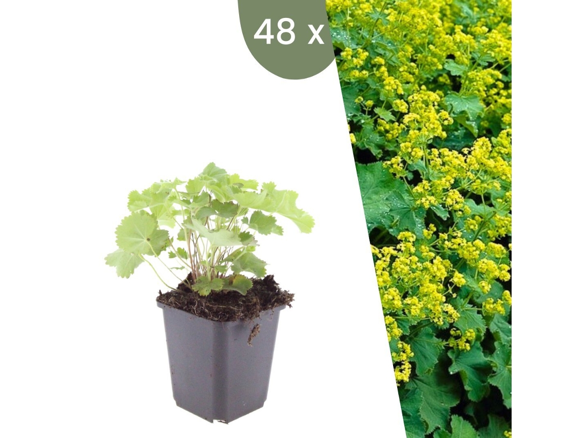 | 48 Plantas De Manto De Senhora | Alchemilla Mollis | Cobertura Do Solo Hardy | Perenes Hardy | Plantas De Jardim Hardy Plants By Frank