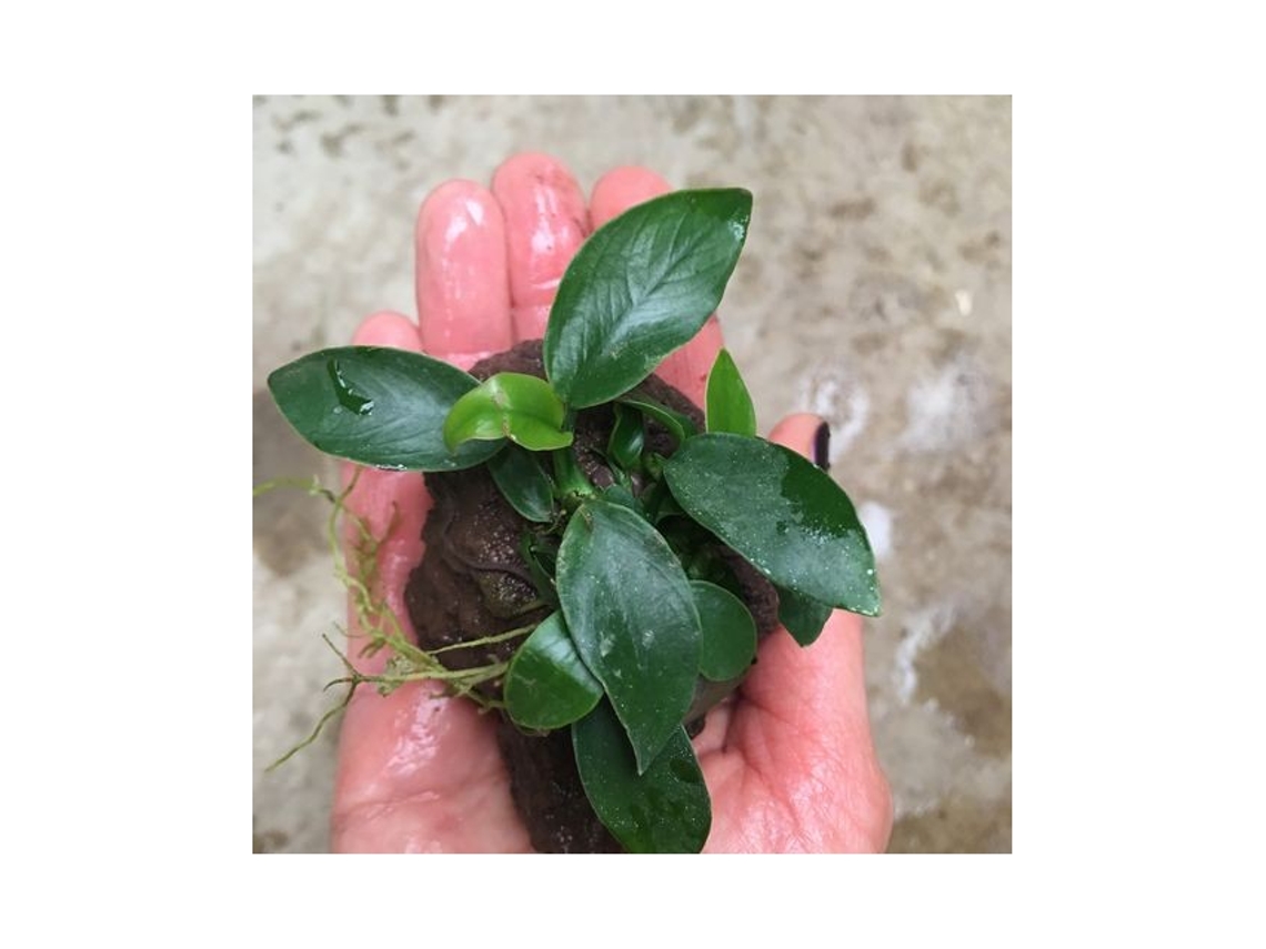 Anubias Mix Vulcano