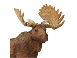 SAFARI Bull Moose
