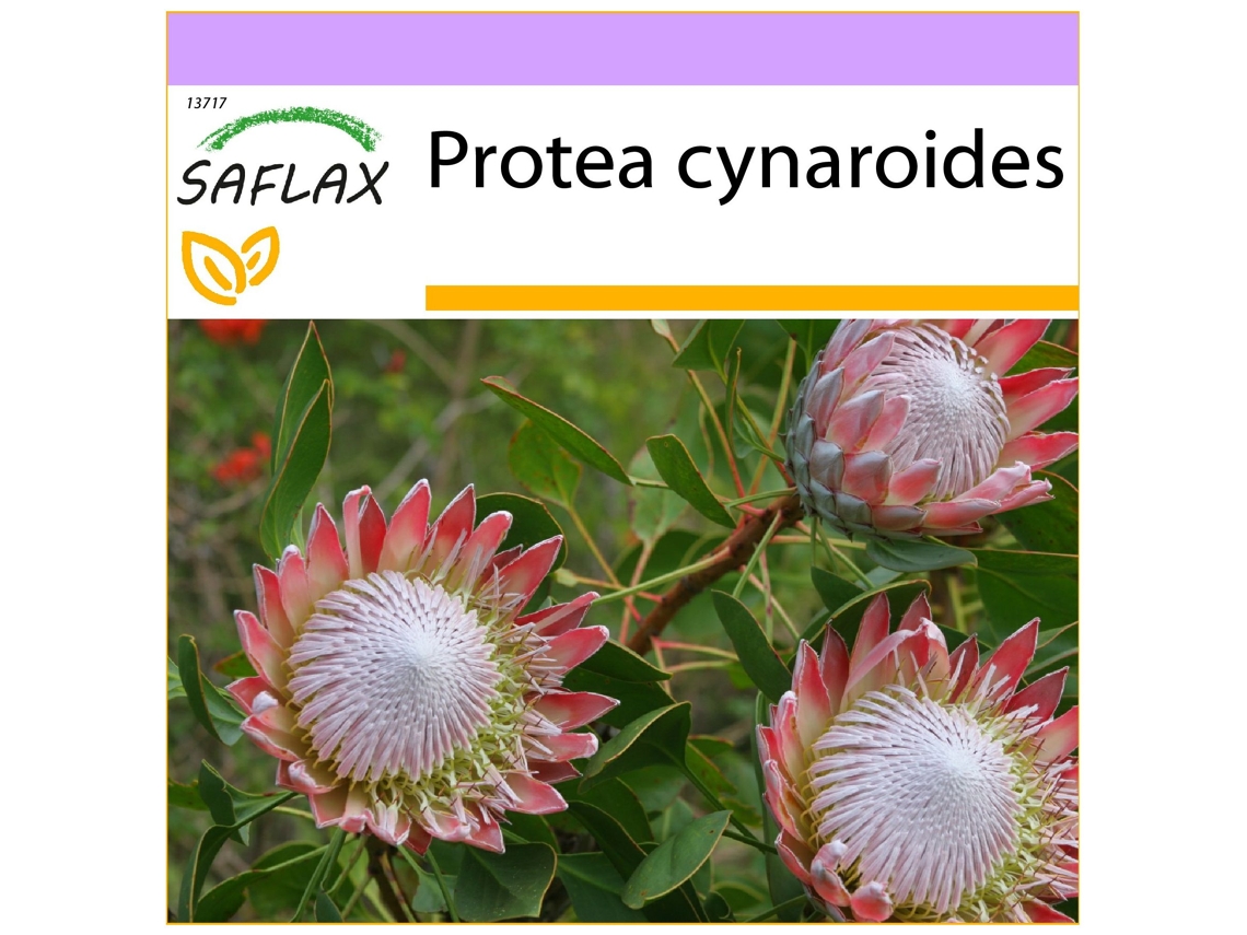 SAFLAX Rei Protea Protea Cynaroides 5 Sementes