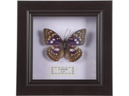 Suporte de Parede para Retrato de Lepidópteros, Réplica Decorativa, Moldura Madeira, Plástico Acrílico, Expositor GOKOCO