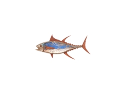 Enfeite de Parede de Peixe
