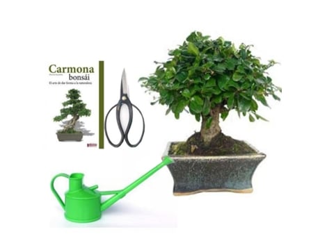 Pack Bonsai Carmona 5 Anos