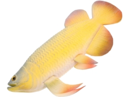 Peixe Artificial de Plástico Festa Infantil CHABERLU