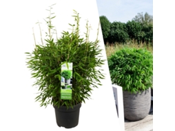 XL Bamboo Plant Hardy | Fargesia moontears Boobux | Plantas de jardim | Gramíneas | Ø29 cm | 25 cm | Sem corredores de raiz
