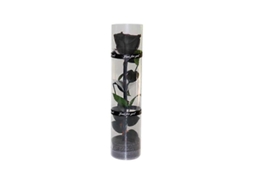 Rose Preservada Real Com Caule E Folhas, 27 Cm, Diametro 4.5 Cm, Embalagem Transparente, Duravel Por Anos Preto