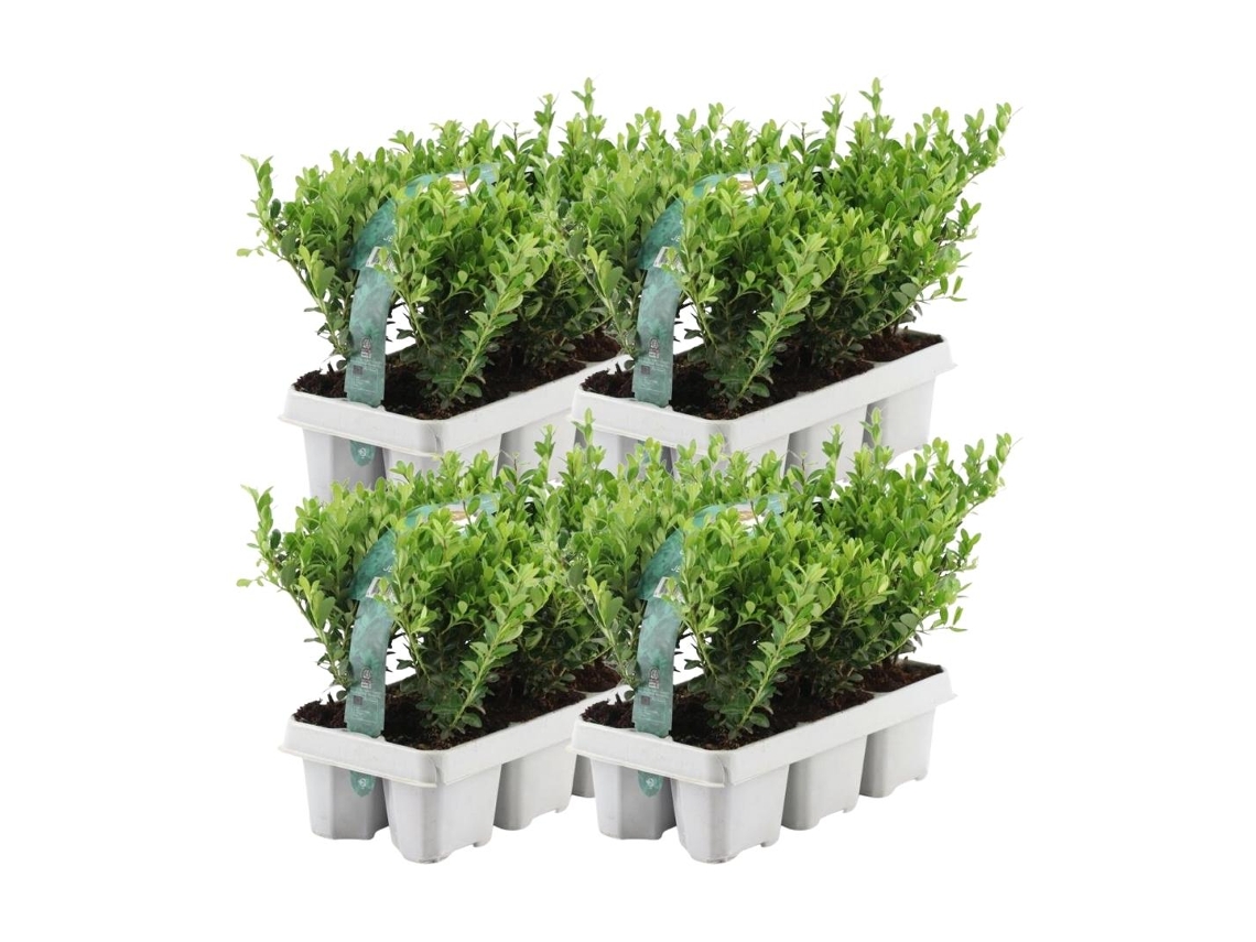 24 Azevinho | Plantas de sebe resistentes | 24 x Ø7 cm - 15 cm Ilex crenata Jenny | Plantas de sebe | substituição de buxo