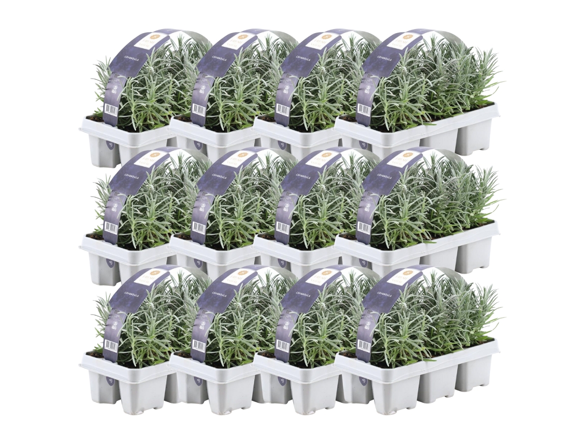 Lavanda azul perfumada 72 Lavanda angustifolia - plantas de lavanda resistentes - lavanda verdadeira - plantas de jardim - 72 x Ø7 cm - 15 cm