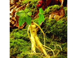Sementes de Ginseng Primerox para Plantio em Jardim Herbácea Medicinal Fácil Crescimento