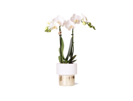 KOLIBRI Orchids Orquídea Phalaenopsis Branca Amabilis Elite Pot Gold Tamanho Do Vaso 9Cm 35Cm de Altura Planta de Casa com Flor