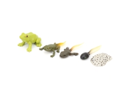 Brinquedo Educativo Modelo Ciclo De Vida Animal Para Crianças Pvc Simulação