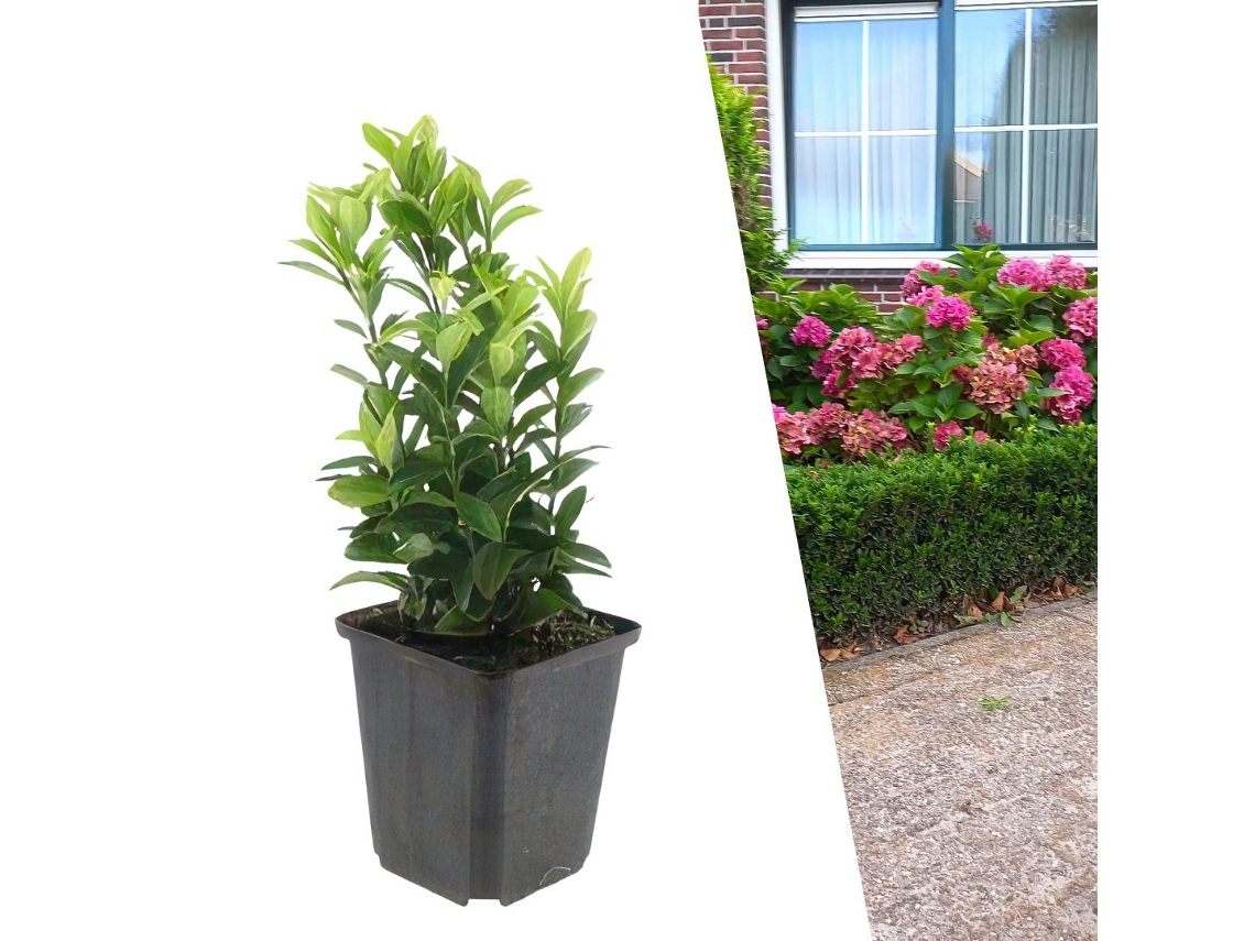 48 Plantas de Arbusto Fusiforme Verde, Euonymus Japonicus 'green Spire', Cobertura Resistente, Perenes, PLANTS BY FRANK