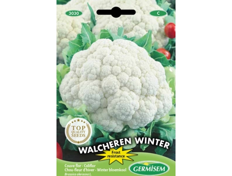 Sementes  Couve Flor De Inverno Walcheren 5